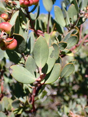 Arctostaphylos silvicola