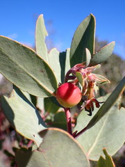 Arctostaphylos silvicola