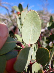 Arctostaphylos silvicola