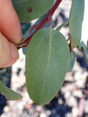 Arctostaphylos silvicola