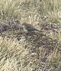 Anthus novaeseelandiae