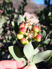 Arctostaphylos silvicola