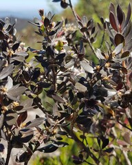 Leptospermum lanigerum