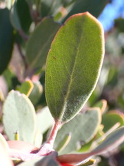 Arctostaphylos silvicola