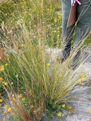 Carex buchananii