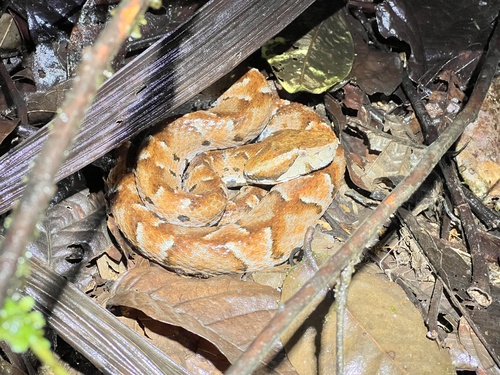 Ecuadorian Toadhead, Bothrocophias campbelli