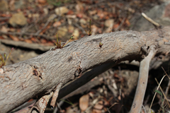 Eucalypteae