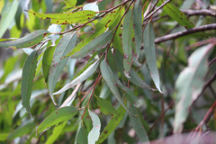 Eucalypteae