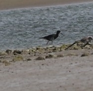 Himantopus novaezelandiae