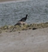 Himantopus novaezelandiae