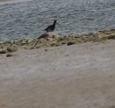 Himantopus novaezelandiae