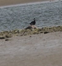 Himantopus novaezelandiae