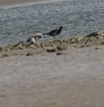 Himantopus novaezelandiae