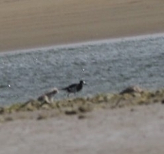 Himantopus novaezelandiae