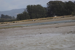 Himantopus novaezelandiae