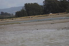 Himantopus novaezelandiae