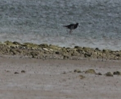 Himantopus novaezelandiae