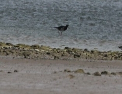 Himantopus novaezelandiae