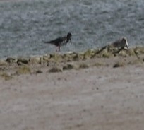 Himantopus novaezelandiae