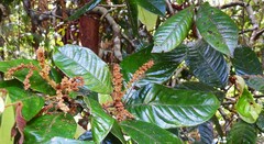 Mischocarpus lachnocarpus