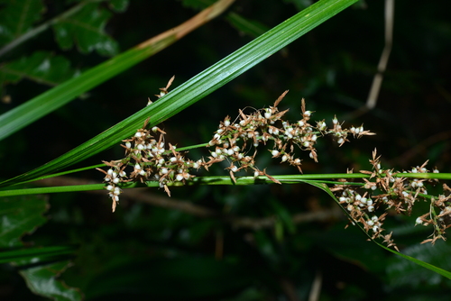 Carex cruciata iNat (3)