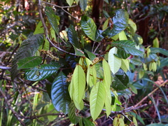 Mischocarpus lachnocarpus