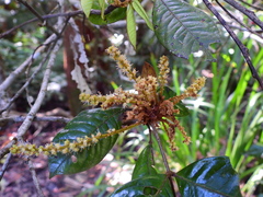 Mischocarpus lachnocarpus