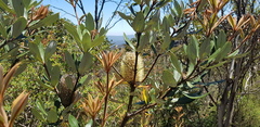 Banksia saxicola