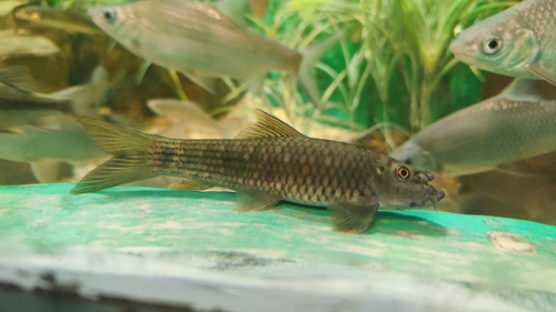 Oriental garra (Garra orientalis) — Cyprinidae — 3