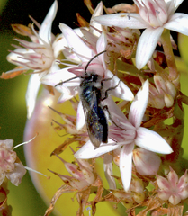 Andrena cerasifolii