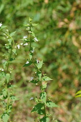 Teucrium corymbosum
