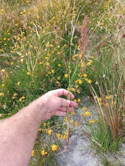 Carex buchananii