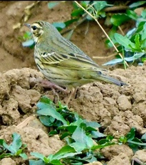 Anthus hodgsoni