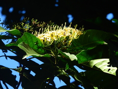 Tarenna dallachiana
