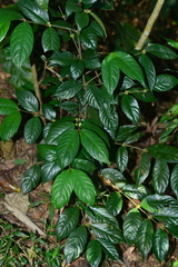 Lasianthus formosensis
