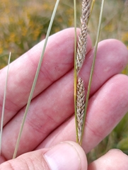 Carex buchananii