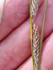 Carex buchananii