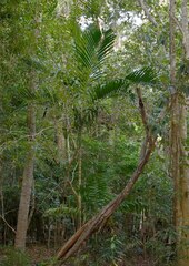 Ptychosperma elegans