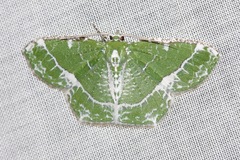 Eucyclodes insperata