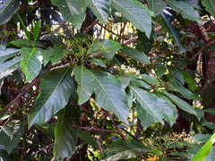 Tarenna dallachiana