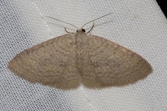 Poecilasthena anthodes