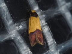 Heteroteucha dichroella