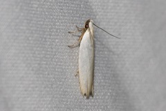 Scieropepla polyxesta