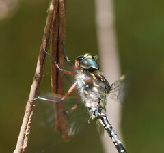 Austroaeschna multipunctata