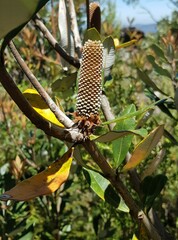 Banksia saxicola