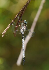 Austroaeschna multipunctata