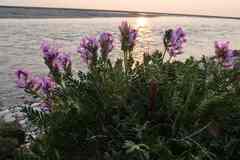 Oxytropis borealis viscida