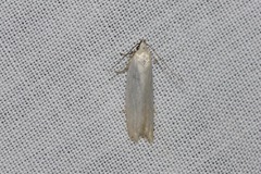 Scieropepla polyxesta