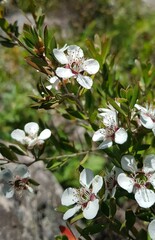 Leptospermum