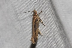 Macrobathra nephelomorpha